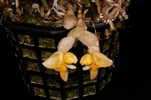 Stanhopea pulla Huntington's Sunrise CHM/AOS 83 pts. flower